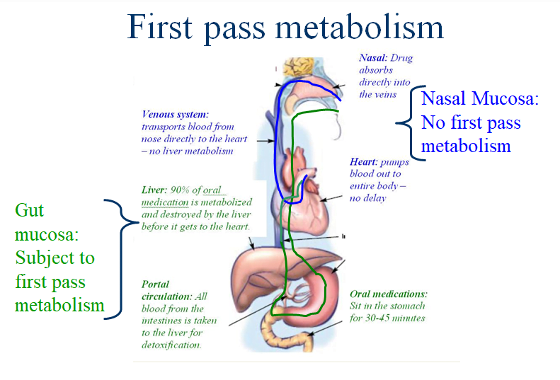 First-Pass Metabolism: Effect on Drug Levels and Onset of Therapeutic Effect 