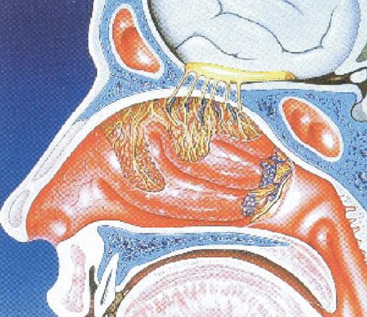 Nose Brain Pathway